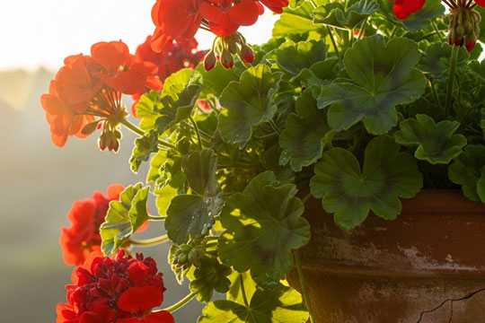 20 Container Gardening Flowers Ideas for Colorful Pots, Balconies, and Patios